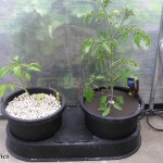 Tomatoes in perlite using Twin Autopot.