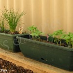 Herbs in scoria in self watering troughs.